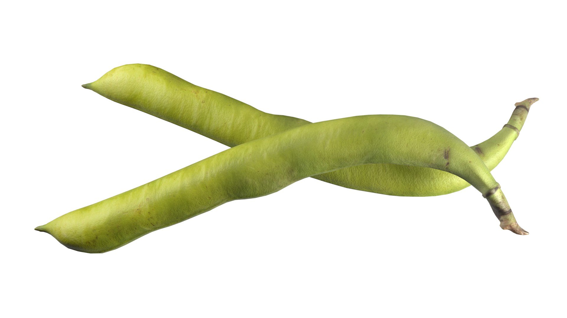 Broad bean pod 3D model https://p.turbosquid.com/ts-thumb/25/1JRBu7/7x/6/jpg/1747141054/1920x1080/fit_q87/f5a342d957414f053223e1ca51d0d333f3d724d0/6.jpg