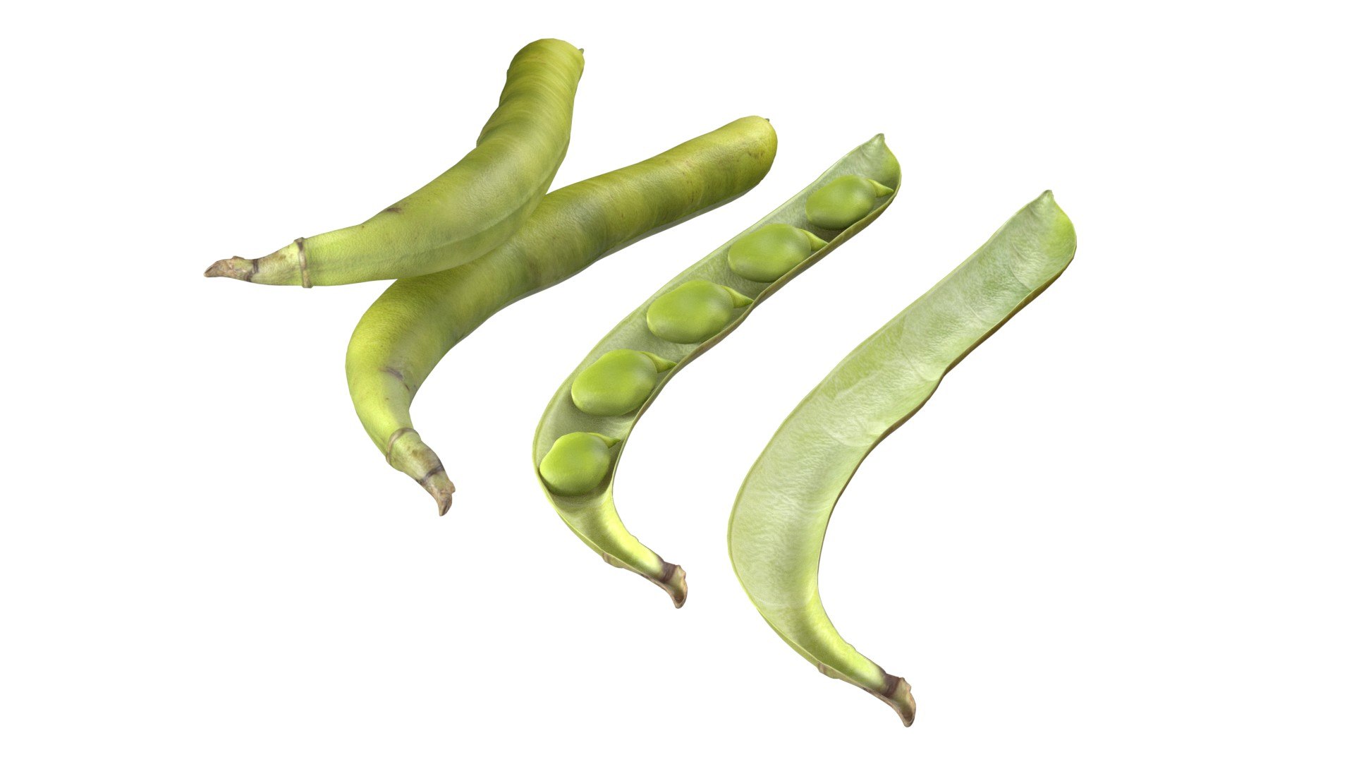 Broad bean pod 3D model https://p.turbosquid.com/ts-thumb/25/1JRBu7/D7/2/jpg/1747141052/1920x1080/fit_q87/f68ef70541a32382a4550f30190a0e48a3233234/2.jpg