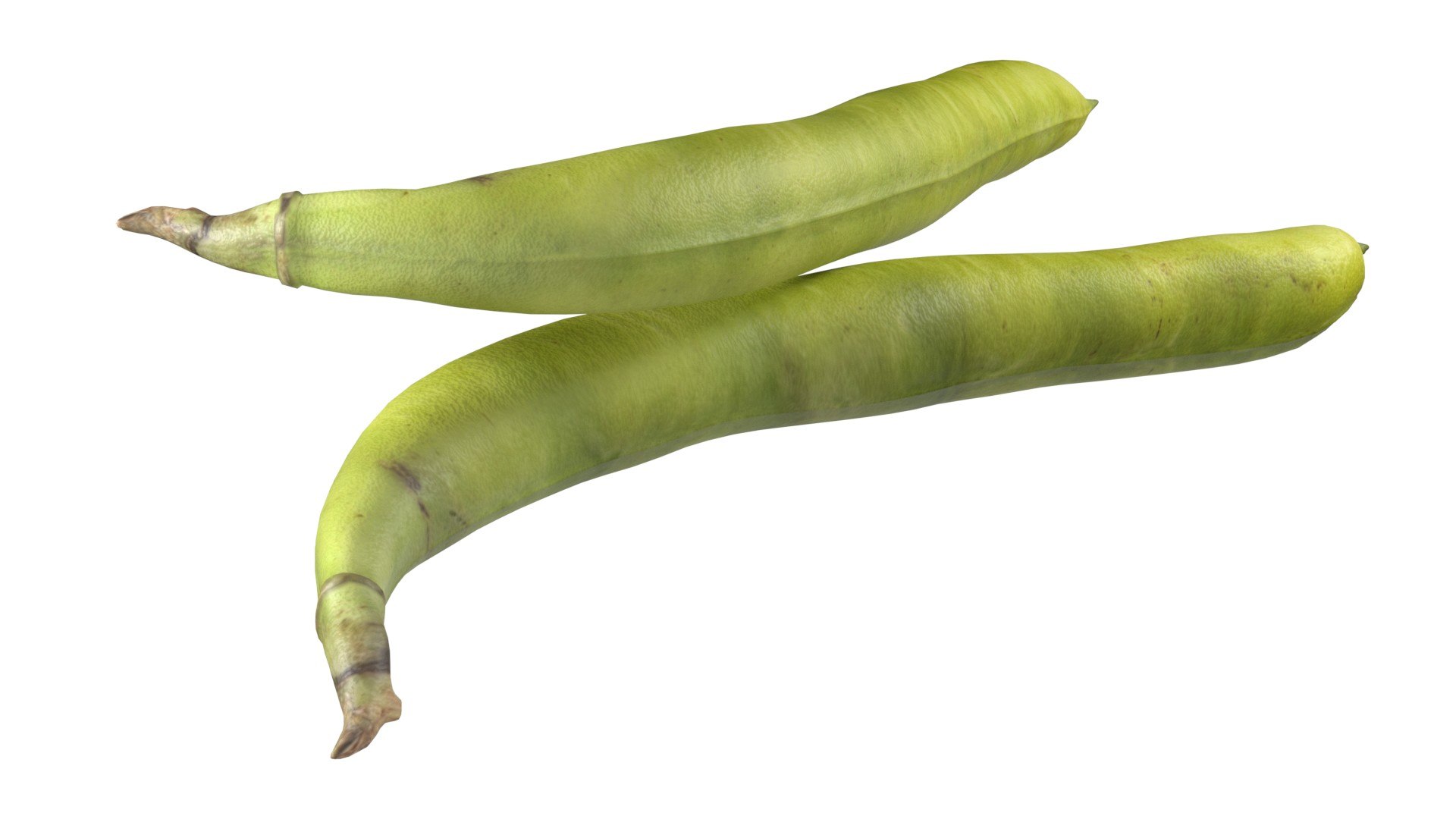 Broad bean pod 3D model https://p.turbosquid.com/ts-thumb/25/1JRBu7/F5/5/jpg/1747141054/1920x1080/fit_q87/6ed26814fa8e40e933b75dd02c26d05c725083e0/5.jpg