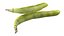 Broad bean pod