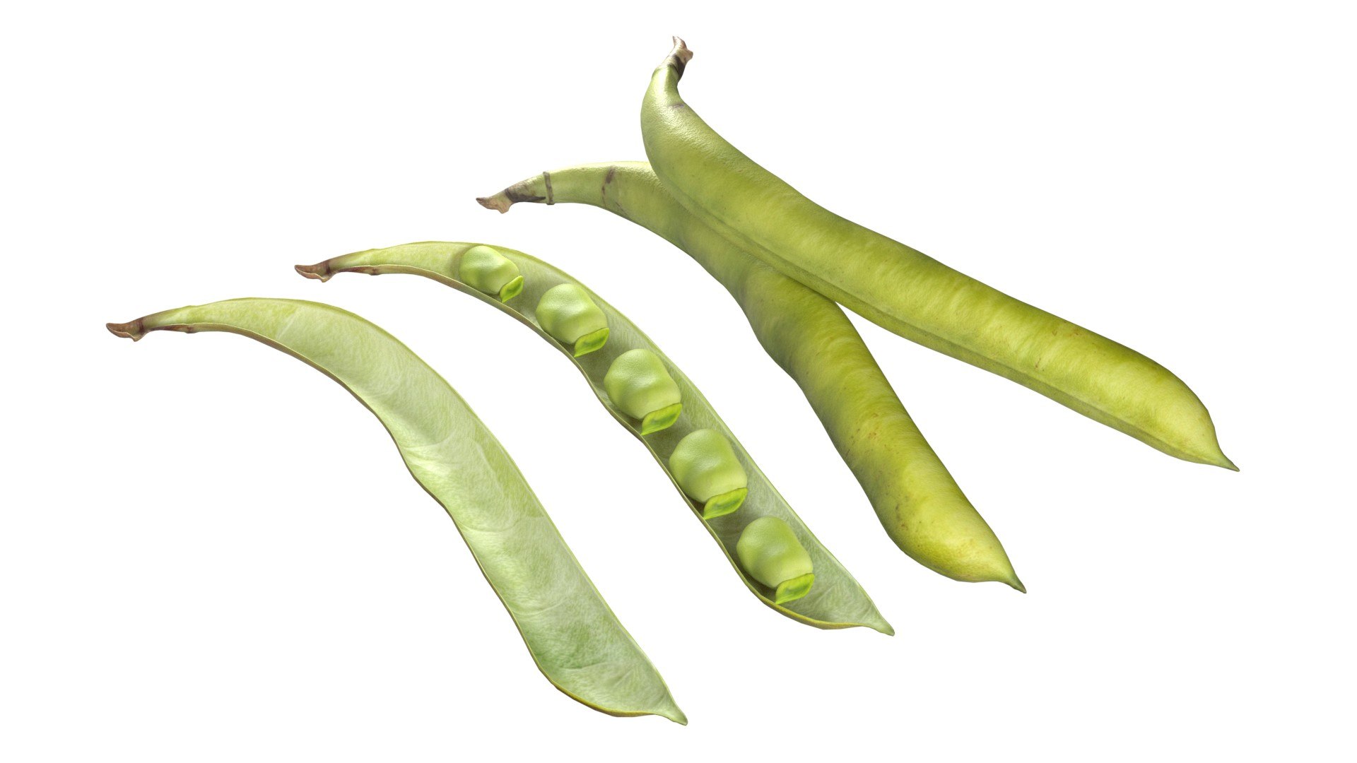 Broad bean pod 3D model https://p.turbosquid.com/ts-thumb/25/1JRBu7/Ip/1/jpg/1747141052/1920x1080/fit_q87/0547930b0d952de5acc8de7a5477bae80ab81f11/1.jpg