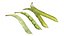 Broad bean pod