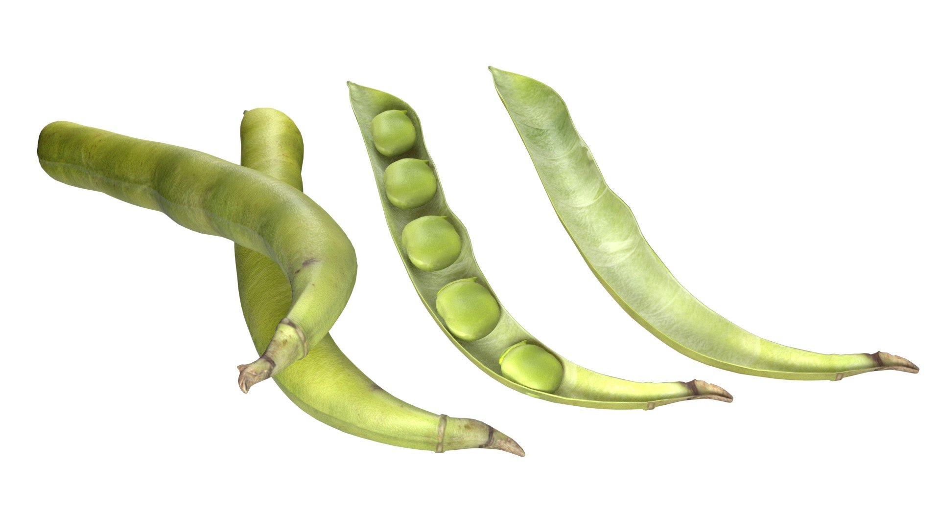 Broad bean pod 3D model https://p.turbosquid.com/ts-thumb/25/1JRBu7/Xm/3/jpg/1747141053/1920x1080/fit_q87/d734a5ee4798e4792b083aa7db31a284661f3237/3.jpg