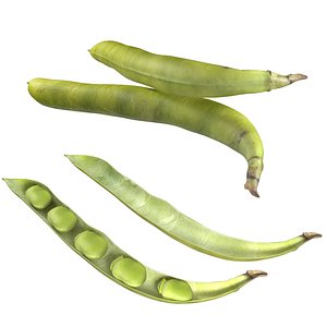 Broad bean pod 3D model
