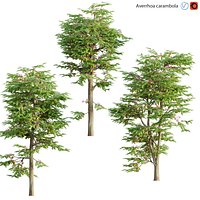 Averrhoa carambola - Starfruit tree 02