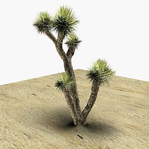 Joshua tree