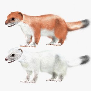 white ermine red 3d model