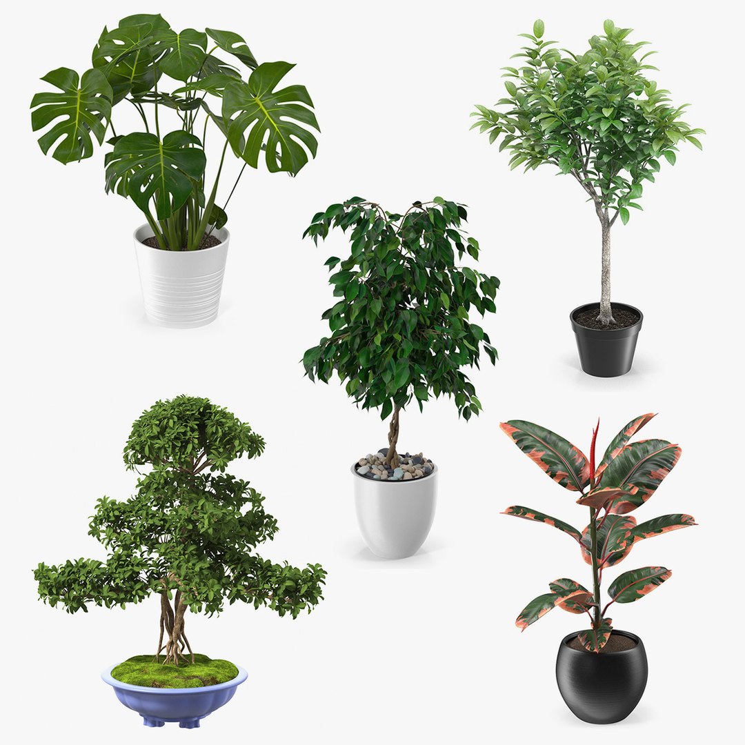 Houseplants Collection 3 3D model preview