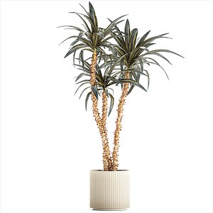 Beautiful Yucca and Dracaena plants in a flower pot 1323