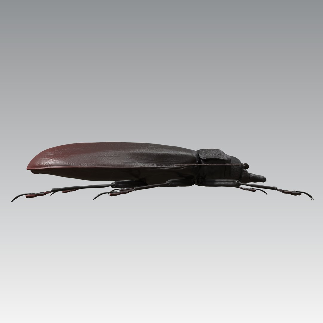 titan beetle