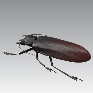 3D model titan beetle