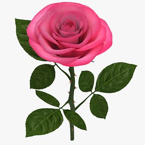 3ds max rose branch pink 02