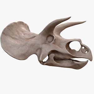 3D Triceratops Skull model