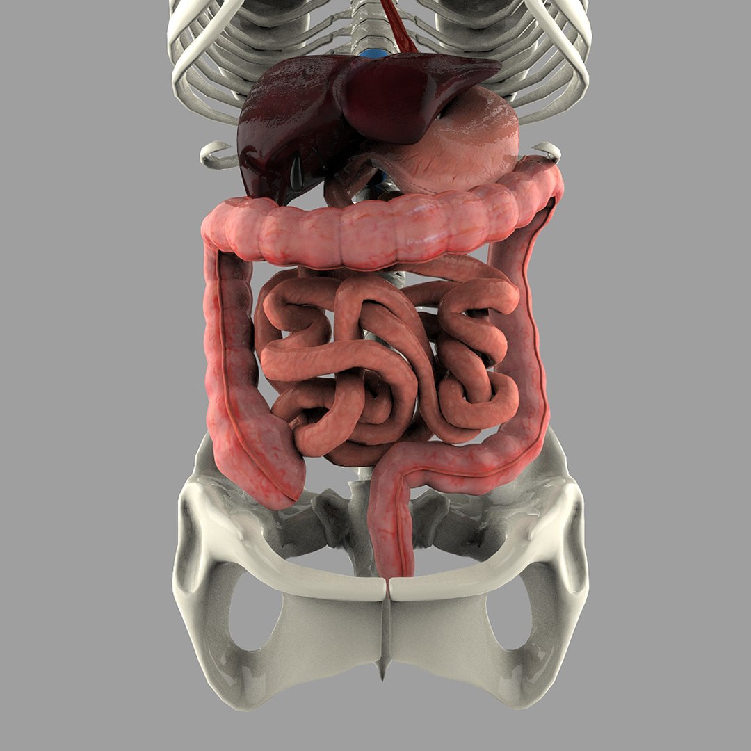 digestive systems organism 3d max https://p.turbosquid.com/ts-thumb/25/mvK9vM/HkHnPTOw/1/jpg/1376797661/1920x1080/fit_q87/884261367fc3c9065060a59ab5f4d2131a469d8d/1.jpg