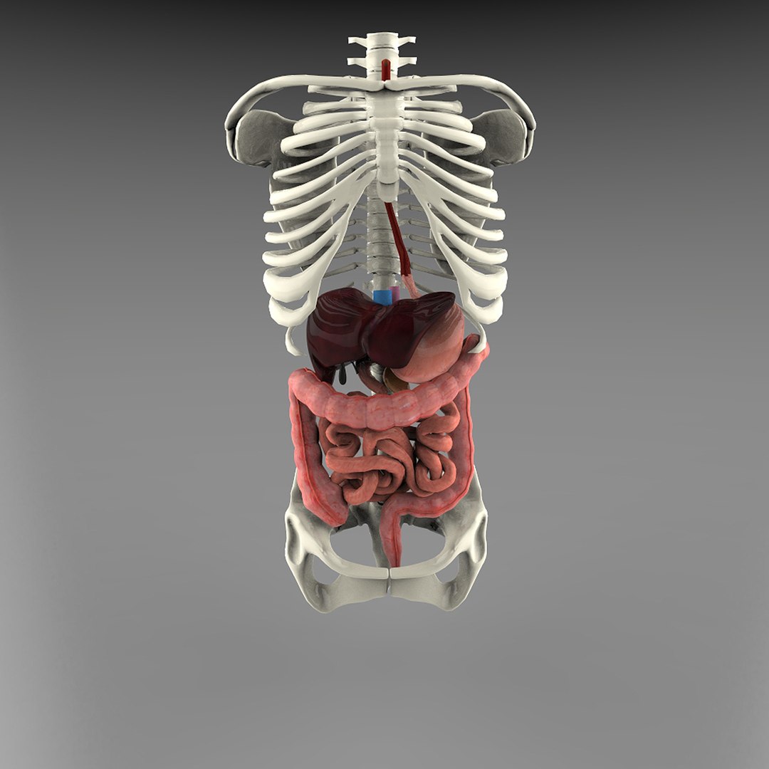 digestive systems organism 3d max https://p.turbosquid.com/ts-thumb/25/mvK9vM/RjKDdIrU/front/jpg/1376797625/1920x1080/fit_q87/5bb2e795d2df198974442fc586ad8e7cf2c22093/front.jpg