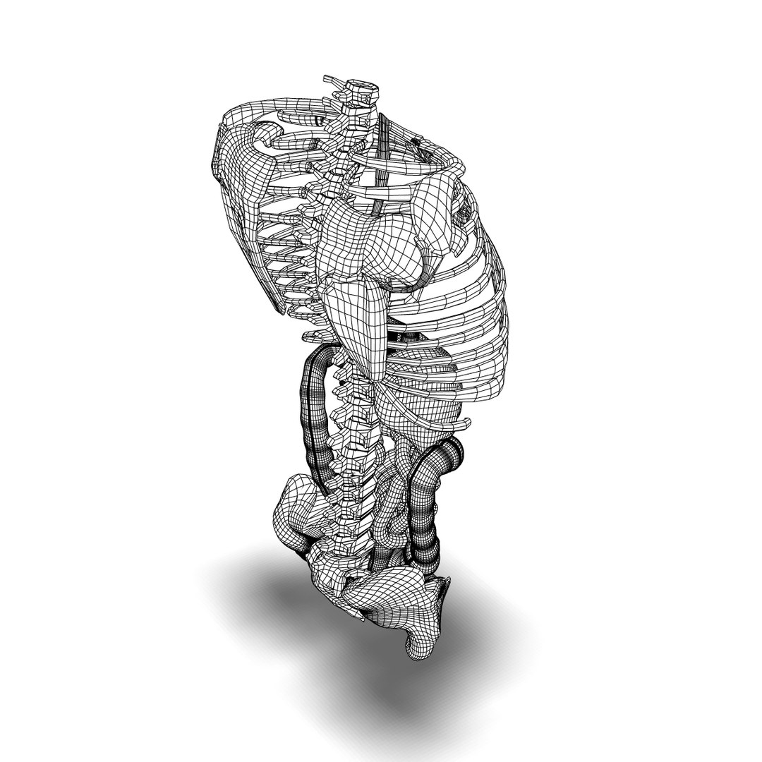 digestive systems organism 3d max https://p.turbosquid.com/ts-thumb/25/mvK9vM/TN2LbNMA/wire2/jpg/1376797694/1920x1080/fit_q87/50c54e5193e51e4d7d9f8eae1ea6c493cdaa9d4c/wire2.jpg