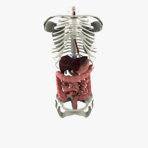 Human Digestive System