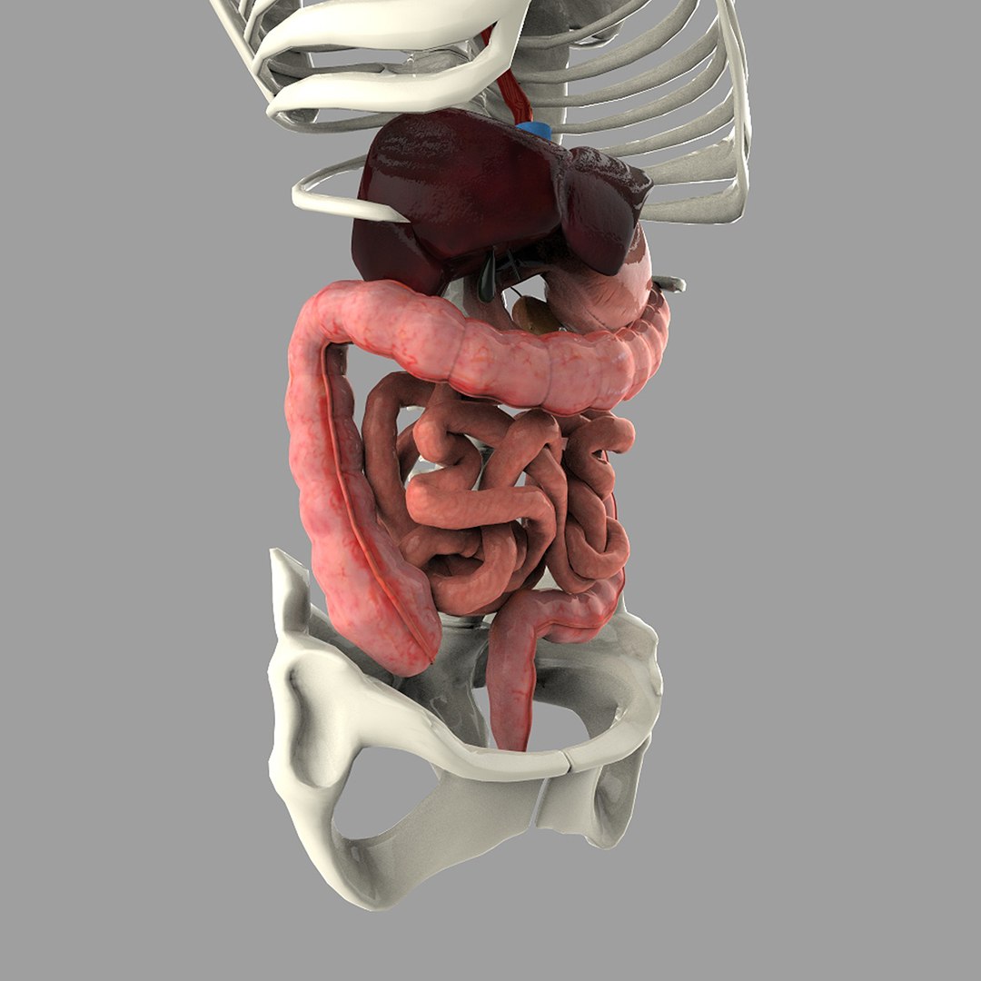 digestive systems organism 3d max https://p.turbosquid.com/ts-thumb/25/mvK9vM/XJ4u2tRs/right/jpg/1376797644/1920x1080/fit_q87/32575f66451fb1d553dd007f489492d7b7409978/right.jpg