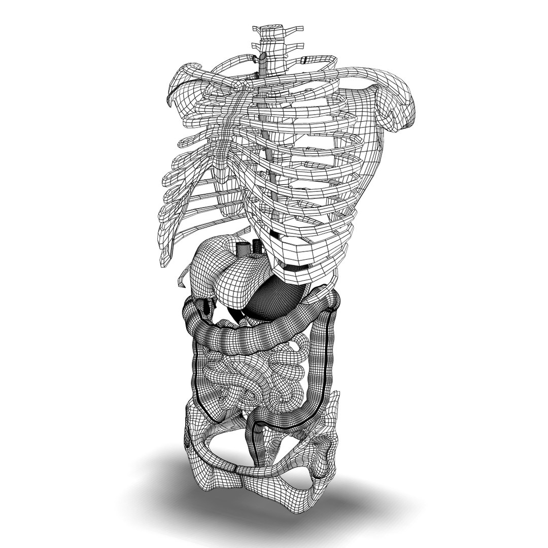 digestive systems organism 3d max https://p.turbosquid.com/ts-thumb/25/mvK9vM/cP7TFdJM/wire1/jpg/1376797689/1920x1080/fit_q87/df96ad83e218e3de58fde92878abb0a1b74790b9/wire1.jpg