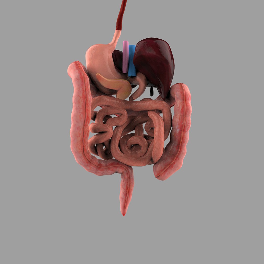 Digestive Systems Organism 3d Max