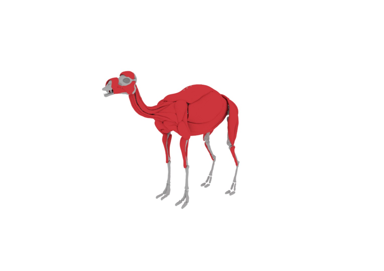 Realistic Camel with Skeleton and Muscle 3D model https://p.turbosquid.com/ts-thumb/25/nI6ohi/5n/camel3/jpg/1632212099/1920x1080/fit_q87/b6d991884a45ce40803385cf71dd8223101a8890/camel3.jpg