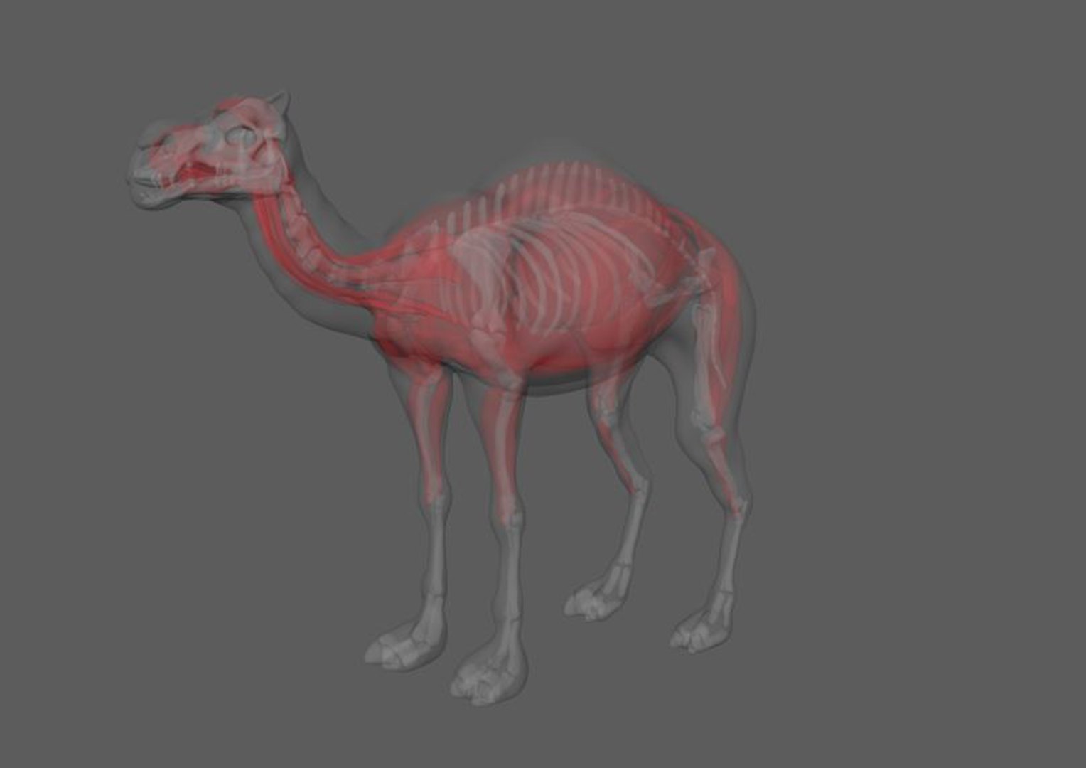 Realistic Camel with Skeleton and Muscle 3D model https://p.turbosquid.com/ts-thumb/25/nI6ohi/Tx/camel8/jpg/1632212107/1920x1080/fit_q87/a59093e6bcaf222efee5248934b809e65fb93a17/camel8.jpg