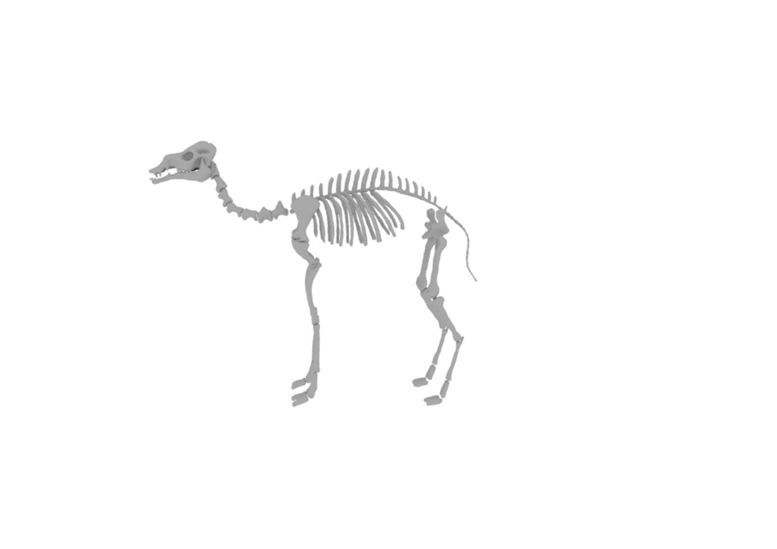 Realistic Camel with Skeleton and Muscle 3D model https://p.turbosquid.com/ts-thumb/25/nI6ohi/g9/camel4/jpg/1632212099/1920x1080/fit_q87/191dd1d62e3f084f6ed17fe5aee4cbc97a6eed00/camel4.jpg