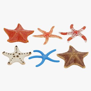 Starfishes Rigged