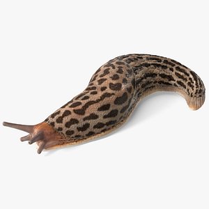 Slug Limax Maximums Crawling