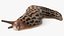 Slug Limax Maximums Crawling