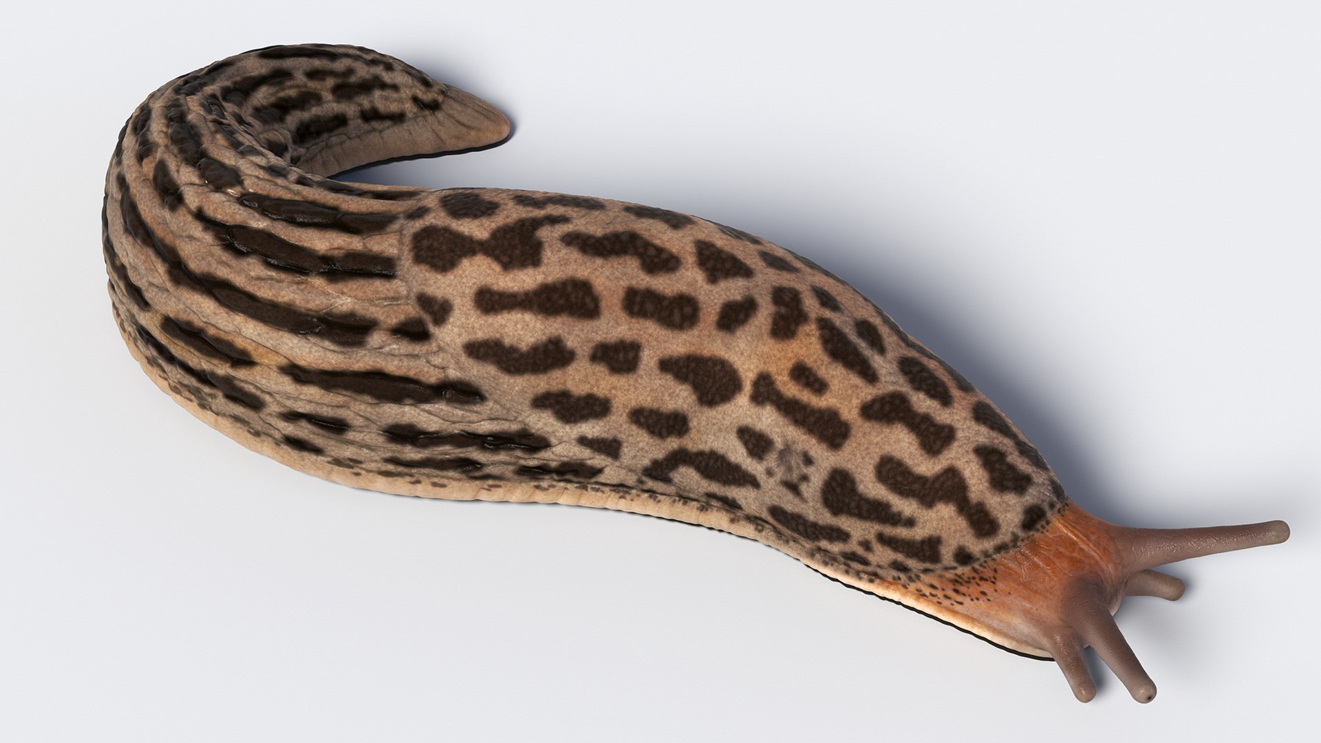 Slug Limax Maximums Crawling 3D https://p.turbosquid.com/ts-thumb/26/0Fpax9/8S/sluglimaxmaximumscrawling3dmodel008/jpg/1673615982/1920x1080/fit_q87/59a4ead423363ba69488198b029104d2cc2f49e6/sluglimaxmaximumscrawling3dmodel008.jpg