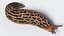 Slug Limax Maximums Crawling