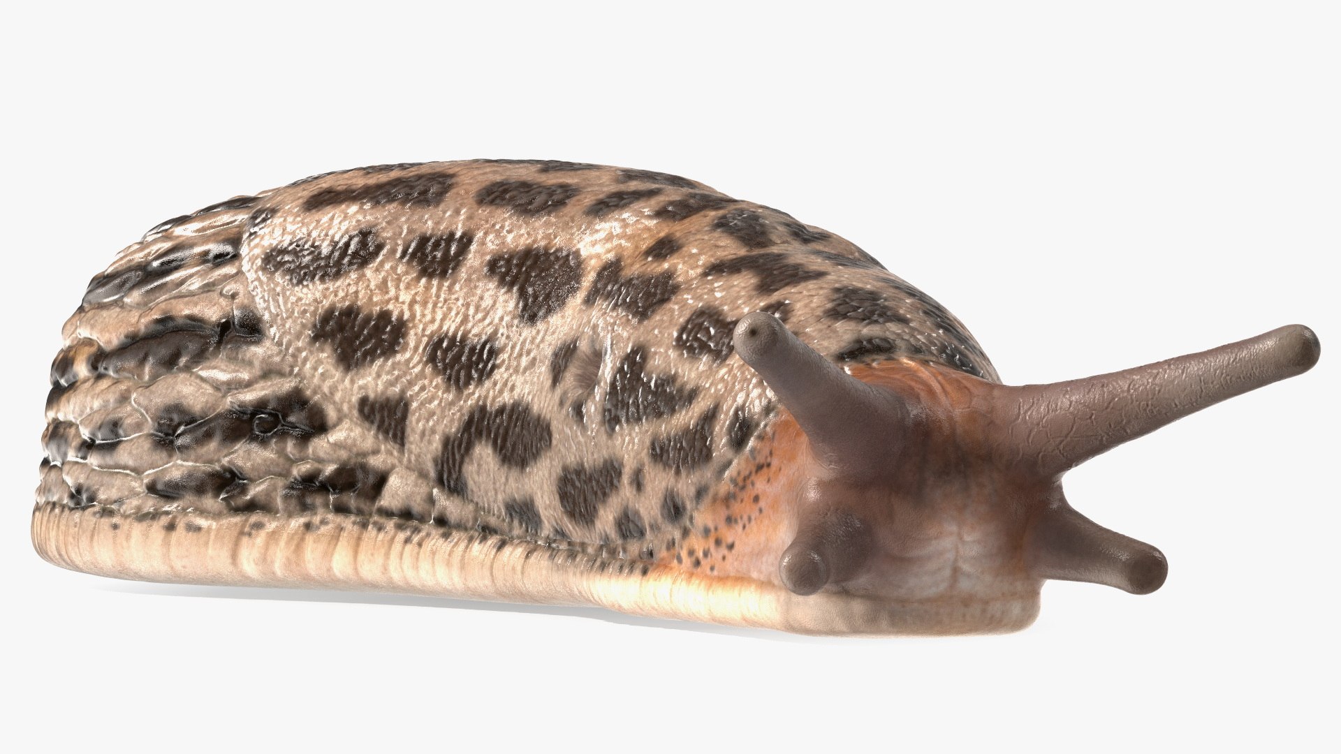 Slug Limax Maximums Crawling 3D https://p.turbosquid.com/ts-thumb/26/0Fpax9/PF/sluglimaxmaximumscrawling3dmodel011/jpg/1673615991/1920x1080/fit_q87/53931e44c401cf5506797c7567f9987b3d95aa8b/sluglimaxmaximumscrawling3dmodel011.jpg