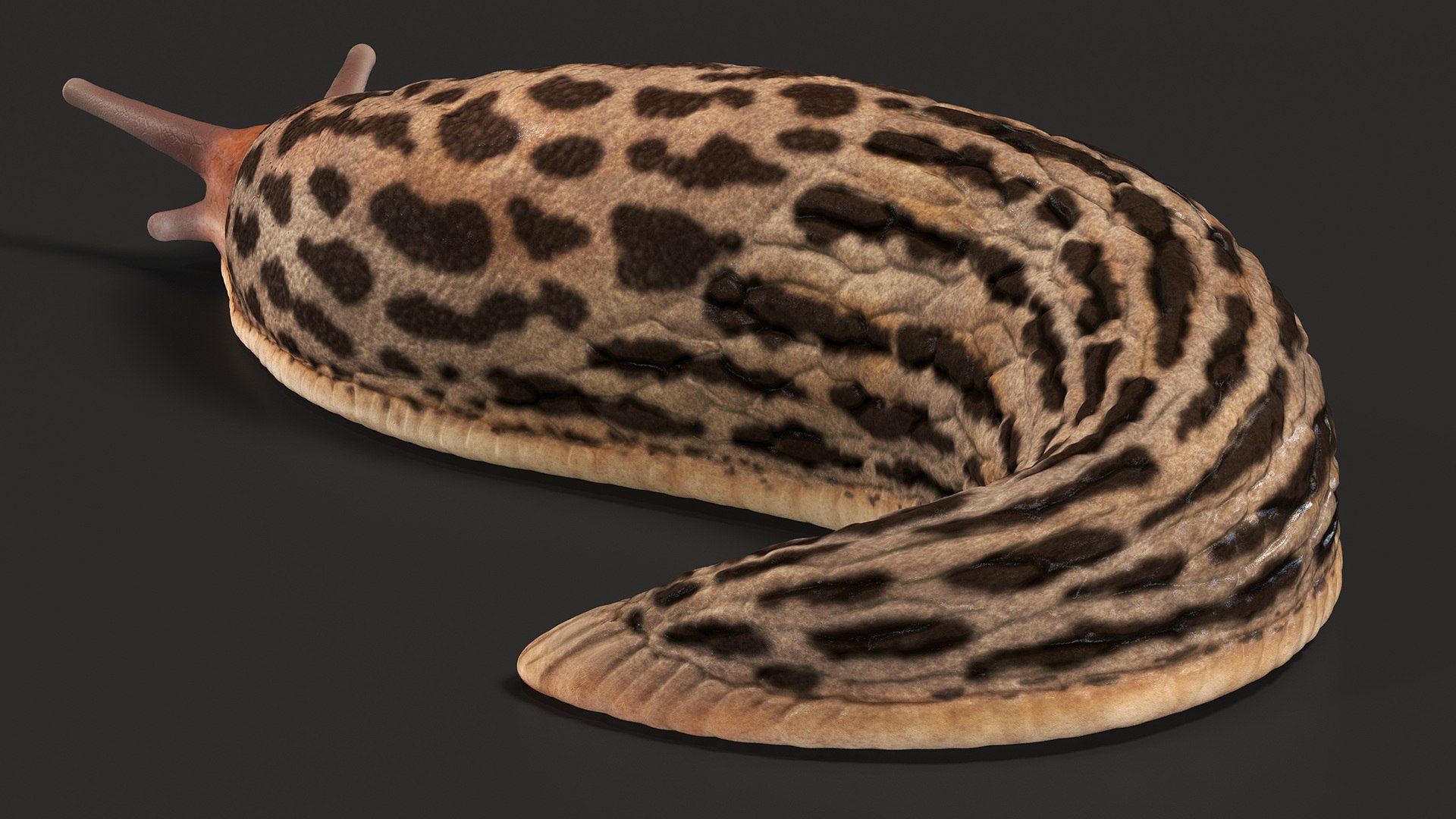 Slug Limax Maximums Crawling 3D https://p.turbosquid.com/ts-thumb/26/0Fpax9/Uu/sluglimaxmaximumscrawling3dmodel007/jpg/1673615979/1920x1080/fit_q87/74258885c252389f78de315d7e89dc92dfcec15a/sluglimaxmaximumscrawling3dmodel007.jpg