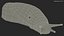 Slug Limax Maximums Crawling