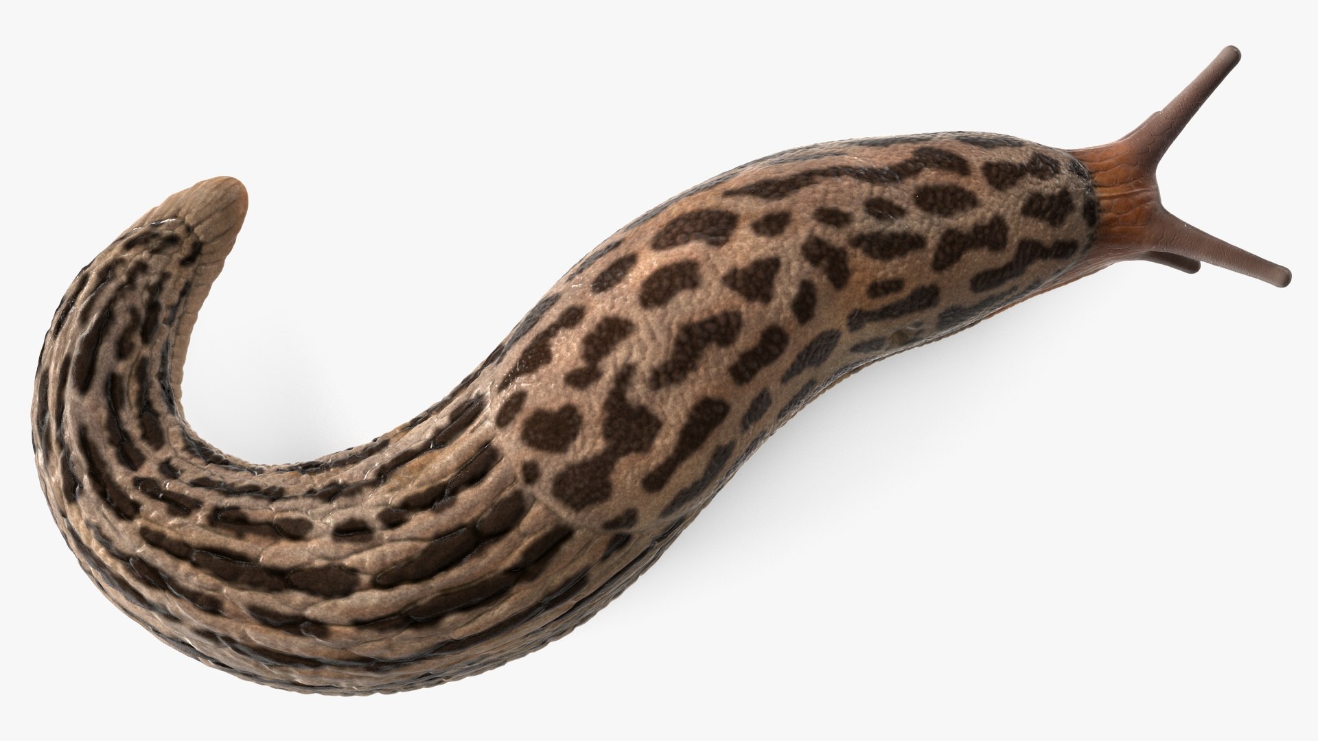 Slug Limax Maximums Crawling 3D https://p.turbosquid.com/ts-thumb/26/0Fpax9/ZL/sluglimaxmaximumscrawling3dmodel014/jpg/1673616000/1920x1080/fit_q87/f267b9817e3f8c5d6c1421826a3939127cdd0673/sluglimaxmaximumscrawling3dmodel014.jpg