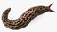 Slug Limax Maximums Crawling