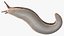 Slug Limax Maximums Crawling