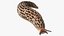 Slug Limax Maximums Crawling