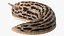 Slug Limax Maximums Crawling