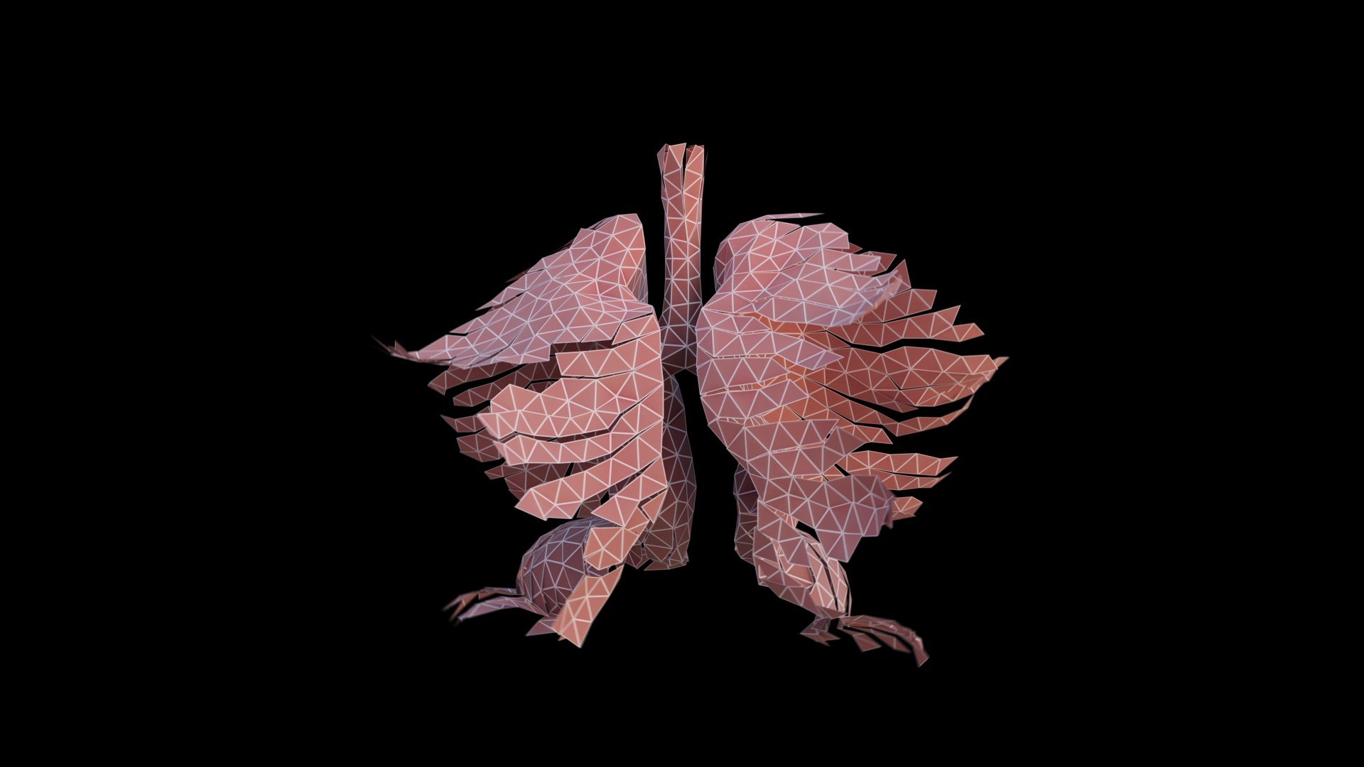 Origami human lungs unfolding growing animation 3D model https://p.turbosquid.com/ts-thumb/26/BYW8So/Fk/preview05/jpg/1739052001/1920x1080/fit_q87/566552138f197118d001f966b0081b74c6a95afd/preview05.jpg