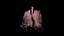 Origami human lungs unfolding growing animation