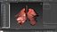 Origami human lungs unfolding growing animation