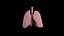 Origami human lungs unfolding growing animation