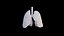 Origami human lungs unfolding growing animation