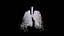 Origami human lungs unfolding growing animation