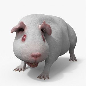 3D Albino Guinea Pig Red Eyes and Short Hair White Rigged