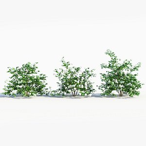 3D Viburnum opulus c model
