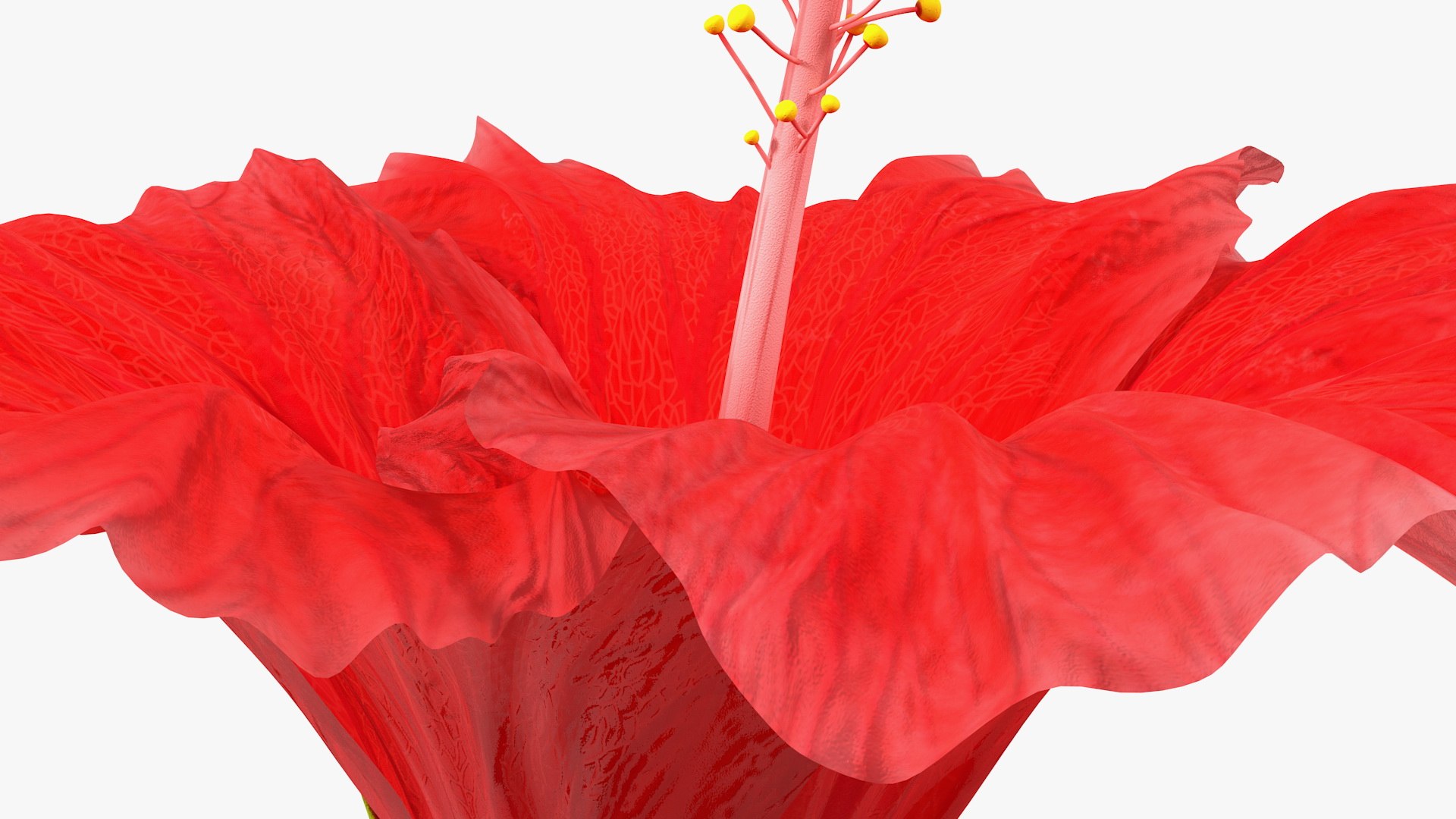 blooming red hibiscus flower model https://p.turbosquid.com/ts-thumb/26/S4QRD2/4EZGcLGK/bloomingredhibiscusflowervray3dmodel012/jpg/1605272309/1920x1080/fit_q87/4b983803dc26c9e0d04e2e592c4fb008e6f6c7dc/bloomingredhibiscusflowervray3dmodel012.jpg
