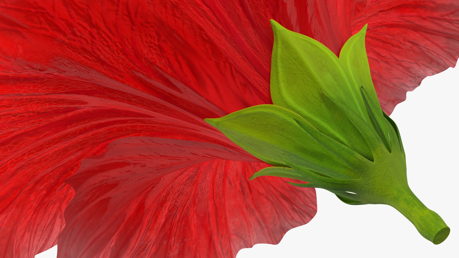 blooming red hibiscus flower model https://p.turbosquid.com/ts-thumb/26/S4QRD2/7jpnGxDT/bloomingredhibiscusflowervray3dmodel014/jpg/1605272339/1920x1080/fit_q87/28450a5ab8d191a37f9e080a8f50996344fd67d7/bloomingredhibiscusflowervray3dmodel014.jpg